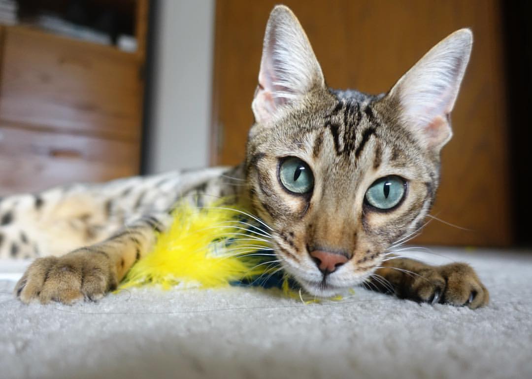 法拉利新策略引发热议,团队潜力大爆发,法拉利新闻