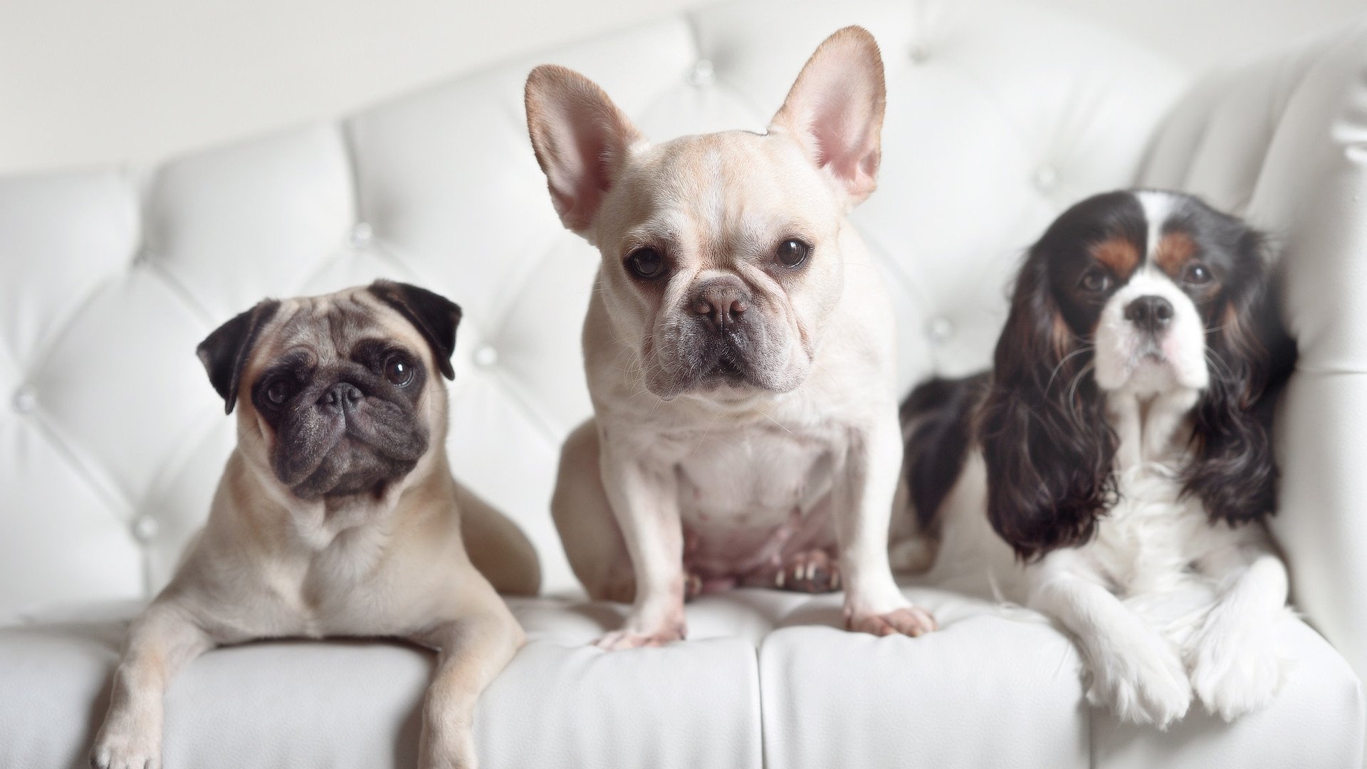 “速度与技巧!新都香城福乐球赛激烈进行”