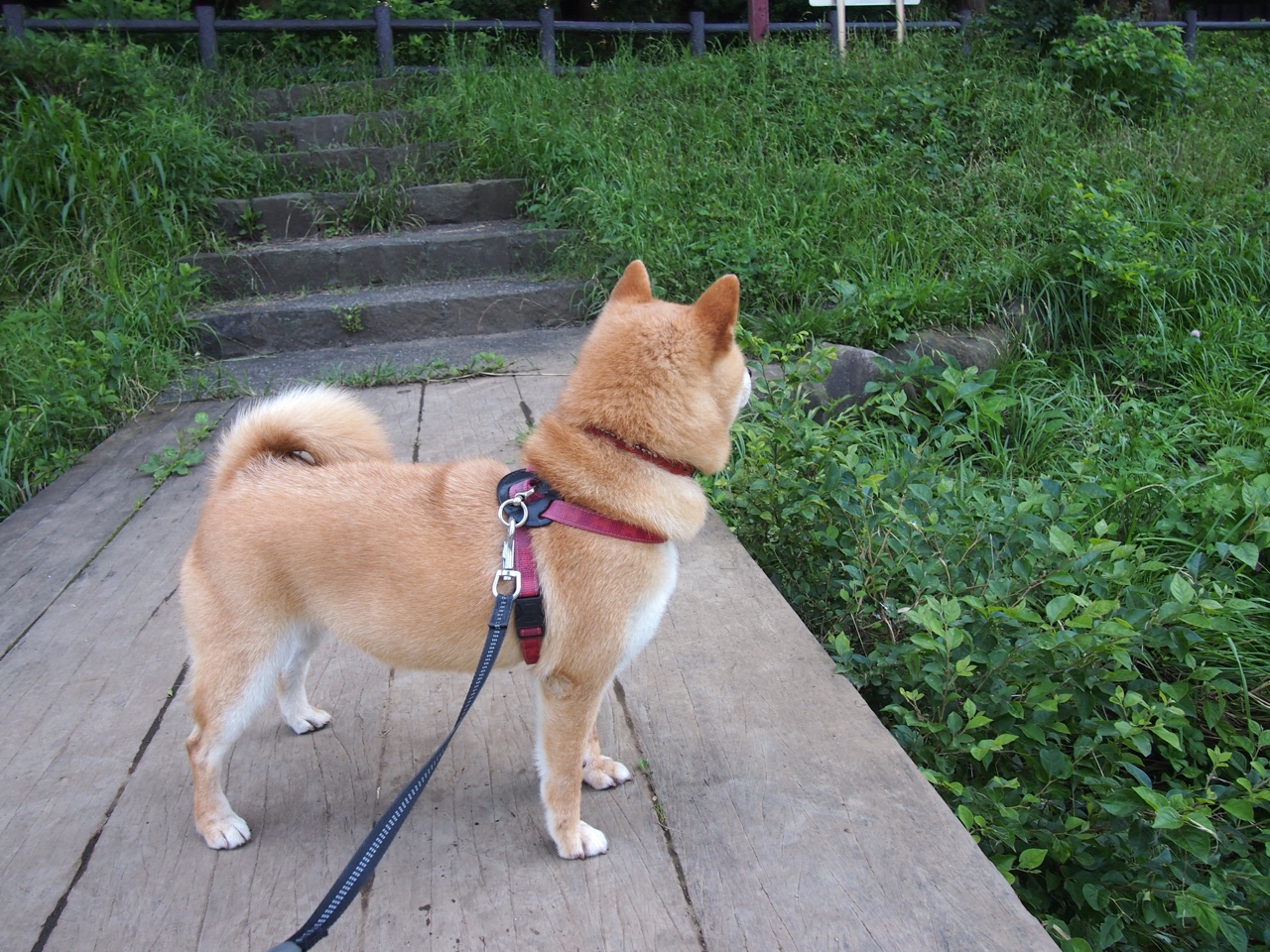 中国三人篮球女队强化篮板球控制,中国三人女篮规则