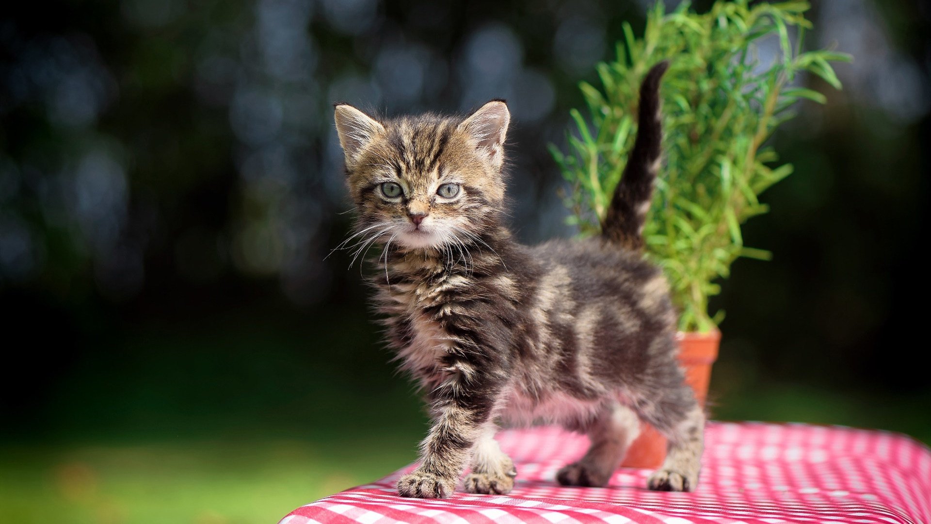 jiuyou-亚洲杯中国青年队平局 球迷认为结果合理，亚洲杯中国队名单