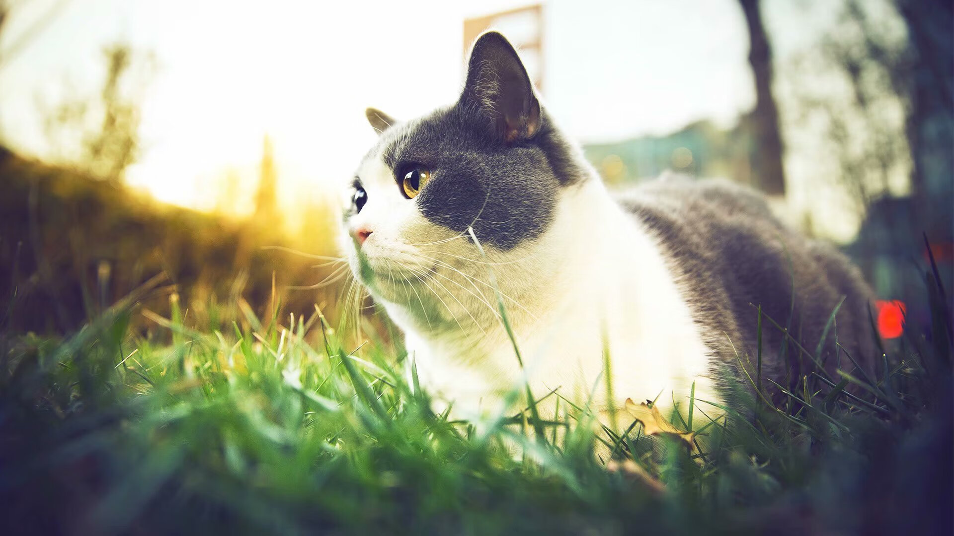 九游平台-六换人制度对战术执行与体能维护的平衡研究，六换型怎么玩