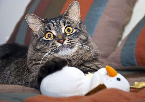 国家队训练节奏为何与比赛节奏脱节,国家队的训练时间